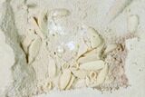 Bargain, Fossil Crab (Potamon) Preserved in Travertine - Turkey #145062-2